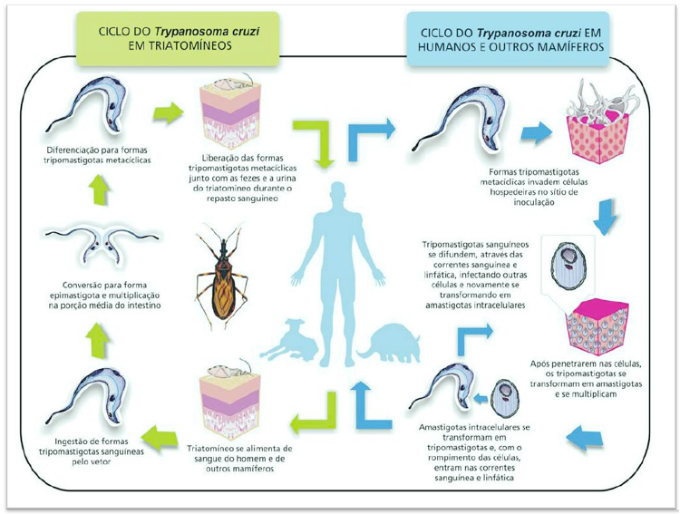 Doença de Chagas: mecanismos de infecção, resposta imune
